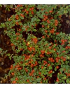 Coral Beauty Cotoneaster