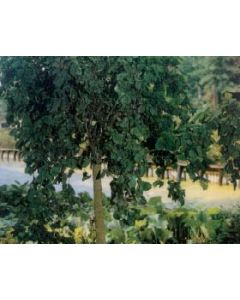 Corkscrew Hazel Std