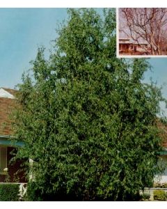 Corkscrew Willow