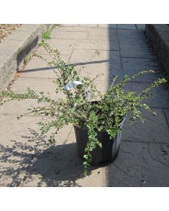 Cranberry Cotoneaster 40cm