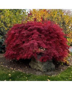 Crimson Queen Japanese Maple