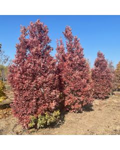 Crimson Spire Oak