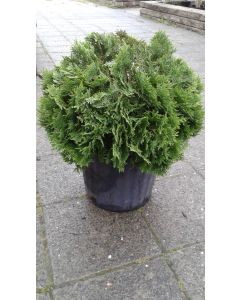 Danica Globe Cedar 