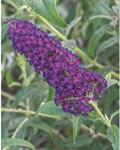 Dark Dynasty Butterfly Bush