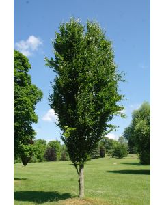 Golden Dawyck Beech