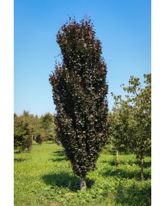 Dawyck Purple Beech