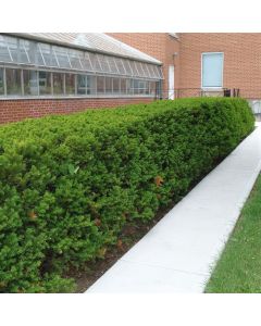 Dense Yew