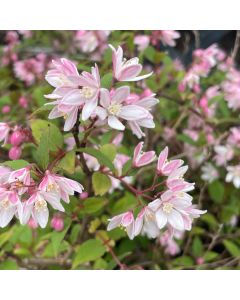 Yuki Cherry Deutzia