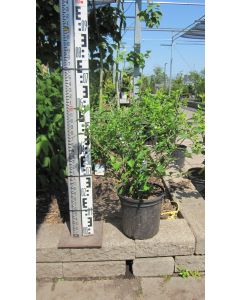 Rose Of Sharon 'Diana'