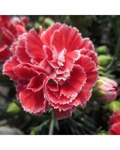 Dianthus 'Coral Reef' 1G