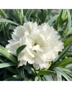 Dianthus Frosty 1G