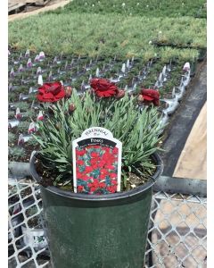 Dianthus 'Electric Red' 1G