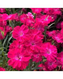 Dianthus 'Paint Red' 1G