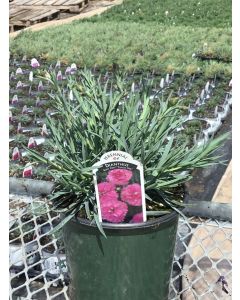 Dianthus 'Tickled Pink' 1G