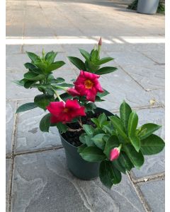 Dipladenia 6"
