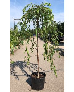 Double Weeping Higan Cherry