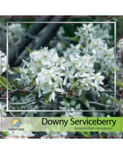 Downy Serviceberry