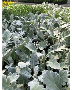 Dusty Miller