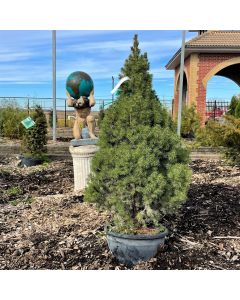 Dwarf Alberta Spruce