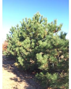Dwarf Austrian Pine