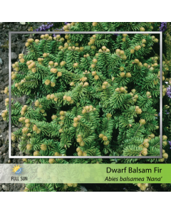 Dwarf Balsam Fir