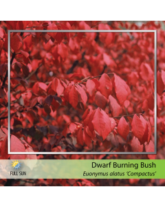 Dwarf Burning Bush
