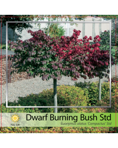 Dwarf Burning Bush Std