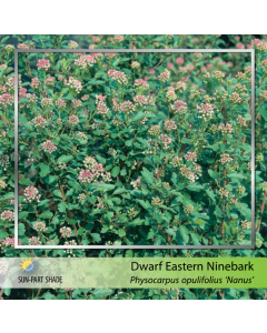Dwarf Eastern Ninebark