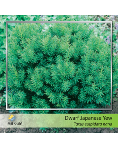 Dwarf Japanese Yew