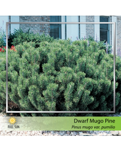 Dwarf Mugho Pine