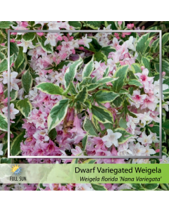 Dwarf Variegated Weigela