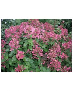 Early Sensation Hydrangea