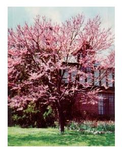 Eastern Redbud