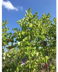 Eastern Redbud Tree
