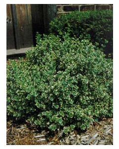 Emerald Gaiety Wintercrper Std
