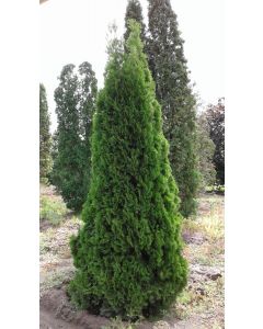 Emerald Cedar (ONT)