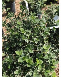 Emerald Gaiety Euonymus Std