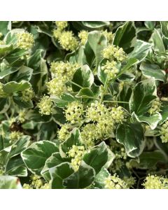 Emerald Gaiety Euonymus Std