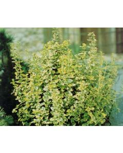 Emerald Gold Wintercreeper Std