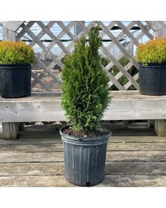 Emerald Petite Cedar (ONT) 