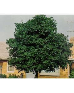 Emerald Queen Maple