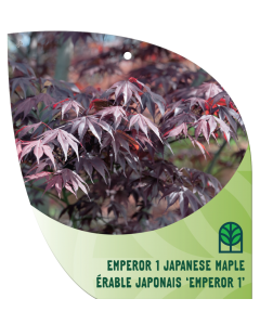 Emperor I Japanese Maple