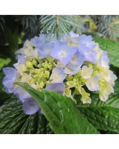 Endless Summer Hydrangea