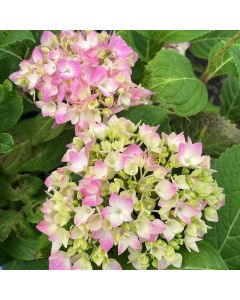 Endless Summer Hydrangea