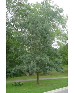 English Oak