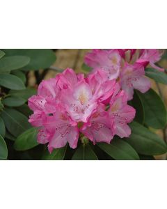 English Roseum Rhododendron