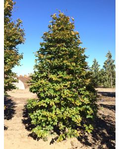 European Green Beech