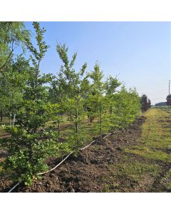 European Green Beech