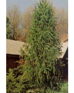 European Larch