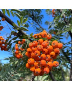 European Mountain Ash